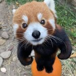 <b>GS25</b> 가는데 사올거 ㅊㅊ받음