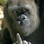 여돌 패는 줌마년들 개웃<b>기누</b>ㅋㅋㅋ