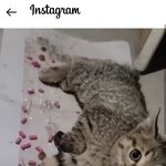 아파트 아기고양이 학대 SNS서 논란..."학대범 찾아라"