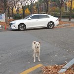 [강아지] 우리가 바로 시<b>고르</b>자브종 오둥이