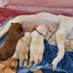 우리가 바로 시<b>고르</b>자브종 오둥이 2