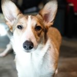 [강아지] 귀여운 모카보고가세요~