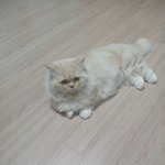 [고양이] 우리집멍냥이들5