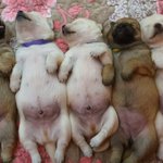 우리가 바로 시<b>고르</b>자브종 오둥이 3