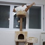 나의 동거묘 도칠이 <b>캣타워</b>와 22년 1월 일상들