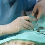 "입양한 고양이 커터칼로 찔렀다"…화난 청주 <b>캣</b><b>맘</b>들, 경찰 고발