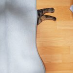 [고양이] 응? <b>어디</b>숨었지?