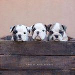 <b>심오</b>하게 귀여운, 프렌치 불도그!