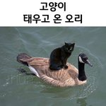 고양이 태우고 온 <b>오리</b>