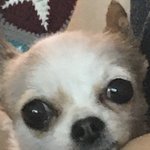 [NCT칠프] 나도 <b>울</b><b>집</b> 겡얼쥐 놔두고 간당