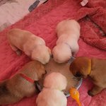 우리가 바로 시고르자브종 오둥이 4