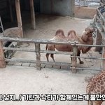 이게 <b>동물원</b> 이라고....