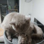 [고양이] 곰이와여우 일상8