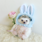 귀여운 친구 고슴이 아즈키