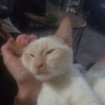 가장 <b>평온</b>한 각도를 찾은 듯한 귀요미들