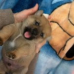 우리가 바로 시<b>고르</b>자브종 오둥이 5