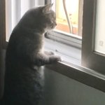 [이것좀봐줘] <b>울</b><b>집</b> 고양이 봐ㅋㅋㅋㅋ