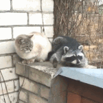 나한테 시집<b>와라</b> ㅁㅈ야