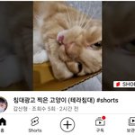 <b>침대</b>광고 찍은 고양이
