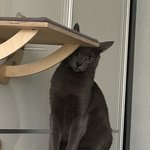 [고양이] <b>잠깐</b> 웃고가서 2022년도 우리처럼 사이 좋게 사랑하며...
