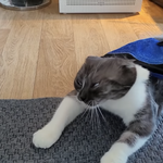 <b>일카</b>로 찍고 후보정하는거랑 유라이크랑 똑같지 않음?