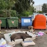 <b>N</b>으로 사는 삶 너무 힘들다...