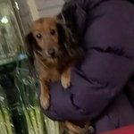 [이것좀봐줘] 부산 초량근처 오프리쉬 <b>닥스</b> 조심하세요 해당견주에게...