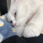 <b>귀엽</b>눙❤️
