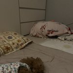 [댓글부탁해] 강아지한테 잠자리 뺏겼어
