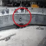 동물원 곰한테 딸 내던진 엄마…<b>사육사</b> 6명이 구출