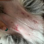 [이것좀봐줘] 경기도 하남 <b>애견미용샵</b> 원장의 적반하장