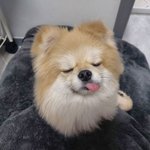 [강아지] 럭셔리<b>구찌</b>!(?)