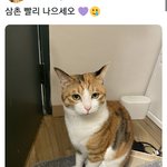 [방탄소년단] 세렌디피티 뮤비에 나왔던 삼색고냥이가