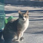'제2의 <b>자두</b> 사건'...고양이 살해범 잡아주세요