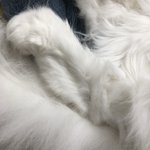 <b>솜방망이</b>