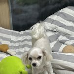 하..울<b>집개</b> 일어났다..