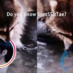 [방탄소년단] 텽이 인스스 (<b>feat</b> 너구리 솜사탕)