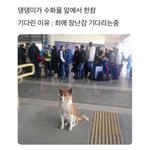 댕댕이가 <b>수화물</b> 앞에서 한참 기다린 이유