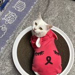 고양이 <b>꽃분</b>이 설빔 입었어요~~~~!!!