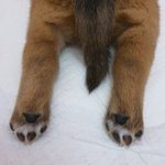 우리가 바로 시고르자브종 오둥이 6