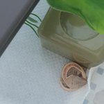 [드루와] 아기 도마뱀 키운당
