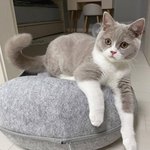 [19] 고양이 보고<b>가라</b>