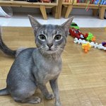 [고양이] 대구 <b>수성구</b> 지산동 고양이를 찾습니다