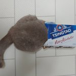 [고양이] 곰이와 여우 일상9