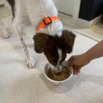 우리 댕댕쓰 <b>관절</b> 많이 좋아져서 신남!ㅎㅎㅎ