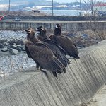 [댓글부탁해] 나 <b>독수리</b> 봣어