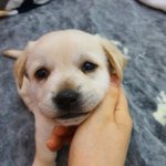 우리가 바로 시고르자브종 오둥이 7