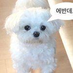 [댓글부탁해] 슬랙스에다가 <b>니트</b> 입으려고하는데 ㅇㄸ