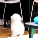<b>대갈</b>이 데려와