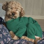 강아지 옷 <b>정보</b> 아는사람